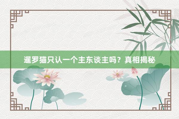 暹罗猫只认一个主东谈主吗？真相揭秘